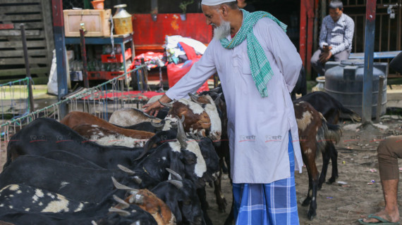 बकर इदको पूर्वसन्ध्यामा खसी बजारमा भिड (तस्बिरहरू)